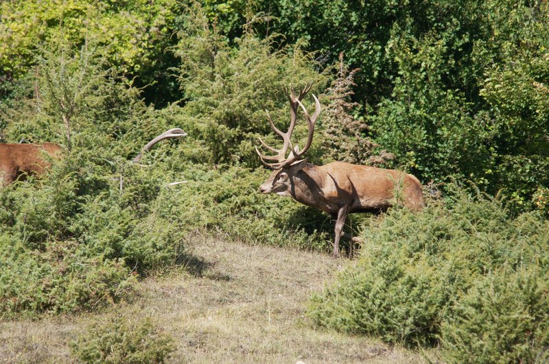 Un''arena molto contesa